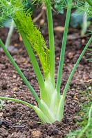 Florence Fennel 'Rondo' showing white bulb developing