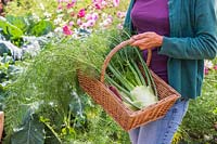 Woman holding basket with harvested Florence Fennel 'Rondo'