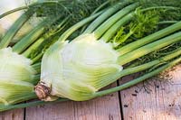 Harvested Florence Fennel 'Rondo'