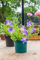 Petunia 'Fanfare Sky Blue' - plant at the front has been pinched out early to create are more bushy plants with more flowers