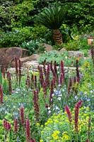 Spires of Echium russicum amongst informal and colurful planting in The Resilience Garden at RHS Chelsea Flower Show 2019
