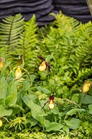 Lady's Slipper Orchid and ferns in shady woodland garden 