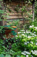 The RHS Chelsea Flower Show 2019. The High Maintenance Garden for Motor Neurone Disease Association. Rusted oil drum with overgrown beds next to shed.