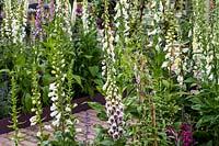 The RHS Chelsea Flower Show 2019. Foxgloves edging a brick paved path.