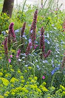 The Resiliance Garde:Echium russicum with Linum perenne and Euphorbia in a medow. Designer: Sarah Eberle. Rhs Chelsea flower show 2019.