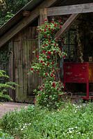 A climbing rose in a rustic garden. High Maintenance Garden for Motor Neurone Disease Association.
