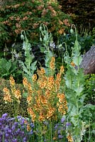 The Morgan Stanley Garden. Verbascum 'Clementine' and  Papaver somniferum 'Black Paeony' - Poppy -  with Aesculus pavia - Red Buckeye - in the background