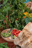 The CAMFED Garden: Giving Girls in Africa a space to Grow. A basket of tomatoes - Solanum lycopersicum 'Stupice' and Okra -  Abelmoschus esculentus. Sponsor: The Campaign for Female Education 