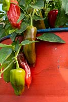 The CAMFED Garden: Giving Girls in Africa a space to Grow. Chillies - Casicum annuum growing in an old oil drum, which has been painted red. Sponsor: The Campaign for Female Education 