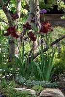 The Donkey Sanctuary Garden. Iris germanica 'Red Zinger' - Bearded Iris -  growing beneath Pinus parviflora 'Glauca'.  