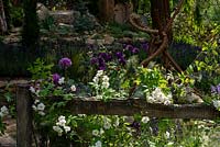 Rosa 'Rambling Rector' with Allium 'Purple Sensation' RHS Chelsea Flower Show 2019 