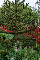 Araucaria araucana next to a red bridge - The Trailfinders 'Undiscovered Latin America' Garden, RHS Chelsea Flower Show 2019