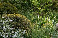 Taxus baccata balls set amongst wildflowers - The Savills and David Harber Garden, RHS Chelsea Flower Show 2019.