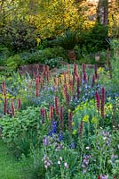 Mixed planting of Echium russicum, Digiplexis, Linum perenne and Euphorbia palustris - The Resilience Garden, RHS Chelsea Flower Show 2019.