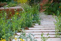 Curved path with herbaceous planting of Adonis aestivalis - The Dubai Majlis Garden, RHS Chelsea Flower Show 2019.