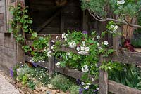 White rambling rose growing on a wooden fence - The Donkey Sanctuary: Donkeys Matter, RHS Chelsea Flower Show 2019