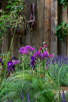 Allium, Iris and Lavandula with foliage of Foeniculum - The Donkey Sanctuary: Donkeys Matter, RHS Chelsea Flower Show 2019