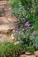 Path with Mediterranean style planting of Geranium, and herbs - The Donkey Sanctuary: Donkeys Matter, RHS Chelsea Flower Show 2019