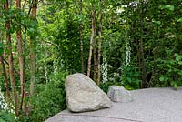 Large boulders in a woodland garden with Betula nigra, Digitalis purpurea 'Snow Thimble' and Ammi majus - Family Monsters Garden, RHS Chelsea Flower Show 2019
