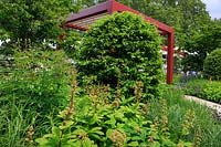 RHS Bridgewater Garden. Planting of clipped dome of Fagus sylvatica - Beech - with Rodgersia pinnata 'Elegans' and foliage of  Veronicastrum and grasses. Red painted steel frame flanked by Cornus kousa gives structure in the background. 