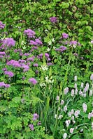 RHS Bridgewater Garden. Thalictrum 'Black Stockings' with Camassia leichtlinii subsp. suksdorfii 'Alba' and Persicaria bistorta 'Superba', in front of clipped dome of Fagus sylvatica - Beech