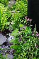 Viking Cruises: The Art of Viking Garden. Detail of stream with grey rocks and gravel, flanked by waterside planting. Including foliage of Ligularia 'The Rocket', Aquilegia, Carex - Variegated Sedge and Rumex acetosa - Sorrel. Sponsor: Viking Cruises. 