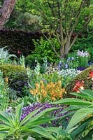 The Morgan Stanley Garden. View diagonally down the garden to the multi-stemmed Japanese Zelkova serrata. Lavandula stoechas - Butterfly Lavener and foliage of Echium in the foreground, and clumps of Verbascum 'Clementine', Iris 'Kent Pride', Iris 'Jane Phillips', and tall spires of Papaver somniferum 'Black Paeony' - Opium Poppy - in bud. Domes of clipped Taxus baccata Yew punctuate the planting. Sponsor: Morgan Stanley. Gold medal.