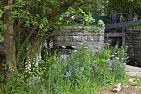 The Welcome to Yorkshire Garden. View of the planting under tree by the lock. Plants include: Digitalis purpurea, Camassia leichtlinii subsp. caerulea, Daucus carota. Sponsor: Welcome to Yorkshire