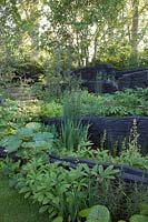The M and G Garden 2019, view of the woodland inspired garden where the planting includes Rodgersias, Darmera peltata, Equisetum hyemale and where burnt oak sculptures represent rock formations - Sponsor: M and G investments