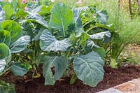 Cauliflower 'Romanesco' in vegetable garden in September.