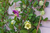 Cobaea scandens - Cathedral Bells covering a fence.