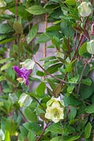 Cobaea scandens - Cathedral Bells - covering a fence
