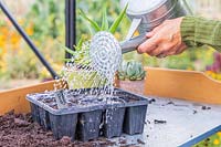 Watering newly-sown Broccoli 'Claret' seed in a modular tray using a watering can