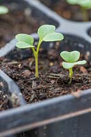 Seedtray with seedlings of Broccoli 'Claret'