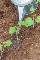 Watering in newly planted Brocoli plant