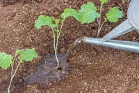 Watering in newly-planted Broccoli plant