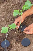 Fitting cabbage collars to newly-planted Broccoli plants to prevent cabbage root fly laying eggs