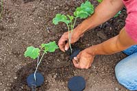 Fitting Cabbage collars to newly-planted Broccoli plants to prevent cabbage root fly laying eggs