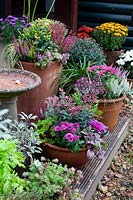 Assortment of planted up containers on weathered deck. Plants include: Calluna - Heather, Chrysanthemum and Salvia - Sage