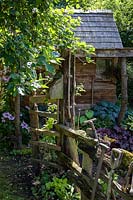 Old garden tools leaning on a mossy rustic fence, with shed, Hosta, Clematis and Heuchera in background