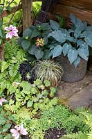Shade plants: Hosta in pot, Ferns, Saxifraga, Helxine, Carex, Ophiopogon. Weathered deck