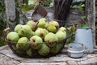 Pears 'William Bon Chretien' in wire basket near old milk can in rustic setting.