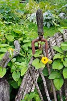 Thunbergia elata - Black-eyed Susan - growing over part of Hazel chair with old rust hand trowel