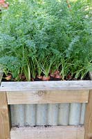 Carrots growing in raised vegetable growing box. Materials softwood and corrugated iron - homemade