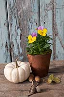 Viola in terracotta pot with white Winter Squash and acorns