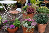 Assortment planters on weathered deck. Plants include: Brassica - Ornamental Cabbage, bud flowering Calluna, Chrysanthemum, ferns, Ajuga, Hypericum, Hebe, Salvia - Variegated Sage