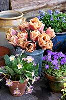 Tulipa 'Belle Epoque' - Tulip - with pots of Primula - Primrose, Aubrieta and Viola odorata - Violet