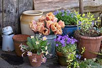 Tulipa 'Belle Epoque' - Tulip - with Primula - Primrose, Aubrieta, Viola odorata -  Violets and Vinca - Perrywinkle