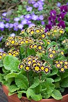 Primula 'Gold Brocade' - Gold Laced Polyanthus - in a pot