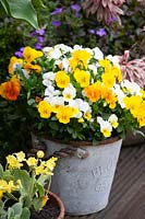 Mixed Viola in galvanised bucket container